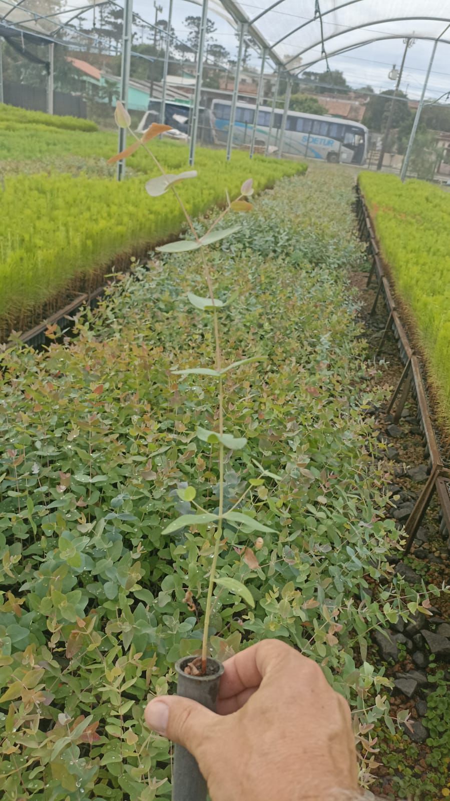 Viveiro RG Agroflorestal