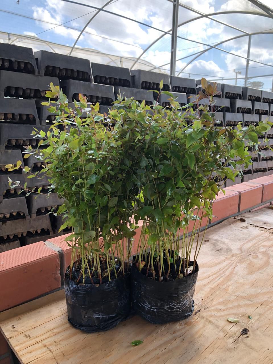 Viveiro RG Agroflorestal