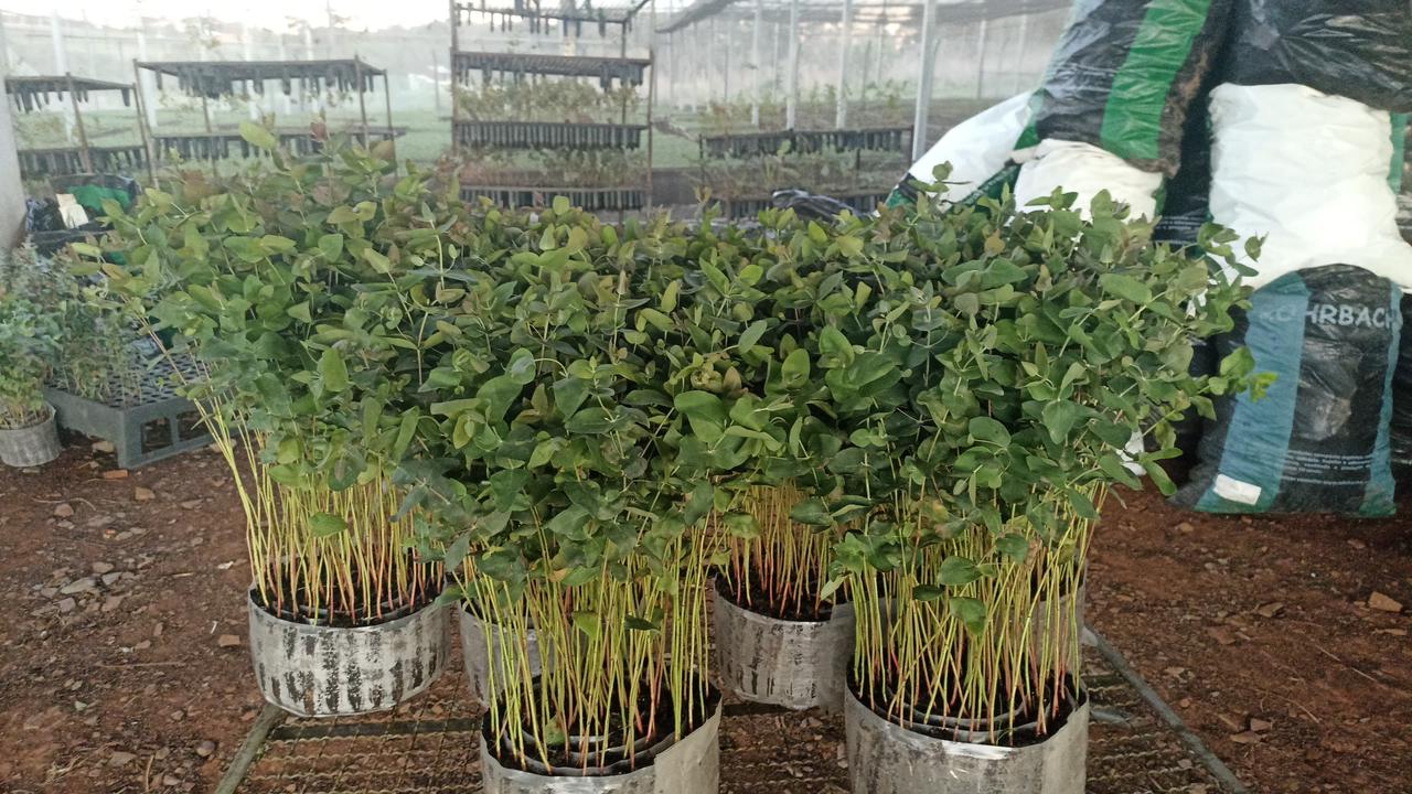 Viveiro RG Agroflorestal