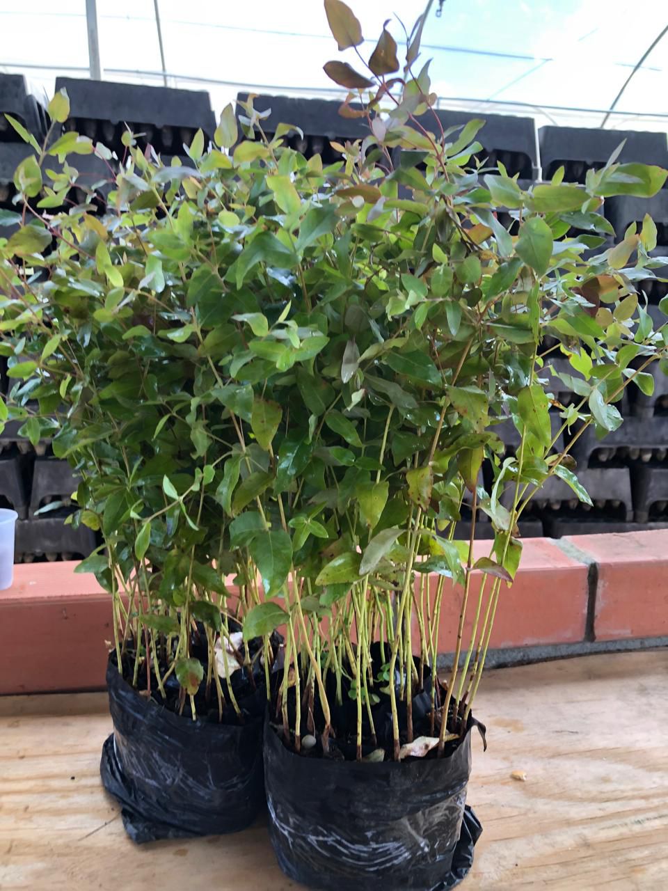 Viveiro RG Agroflorestal