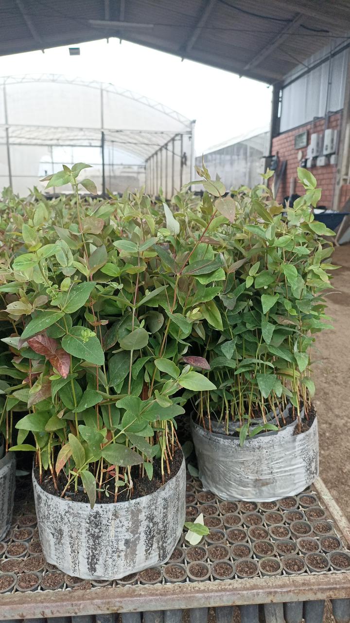 Viveiro RG Agroflorestal