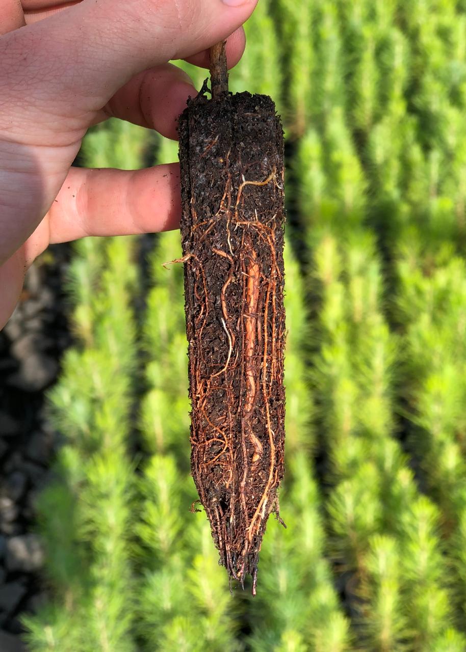 Detalhe de Raízes de Pinus