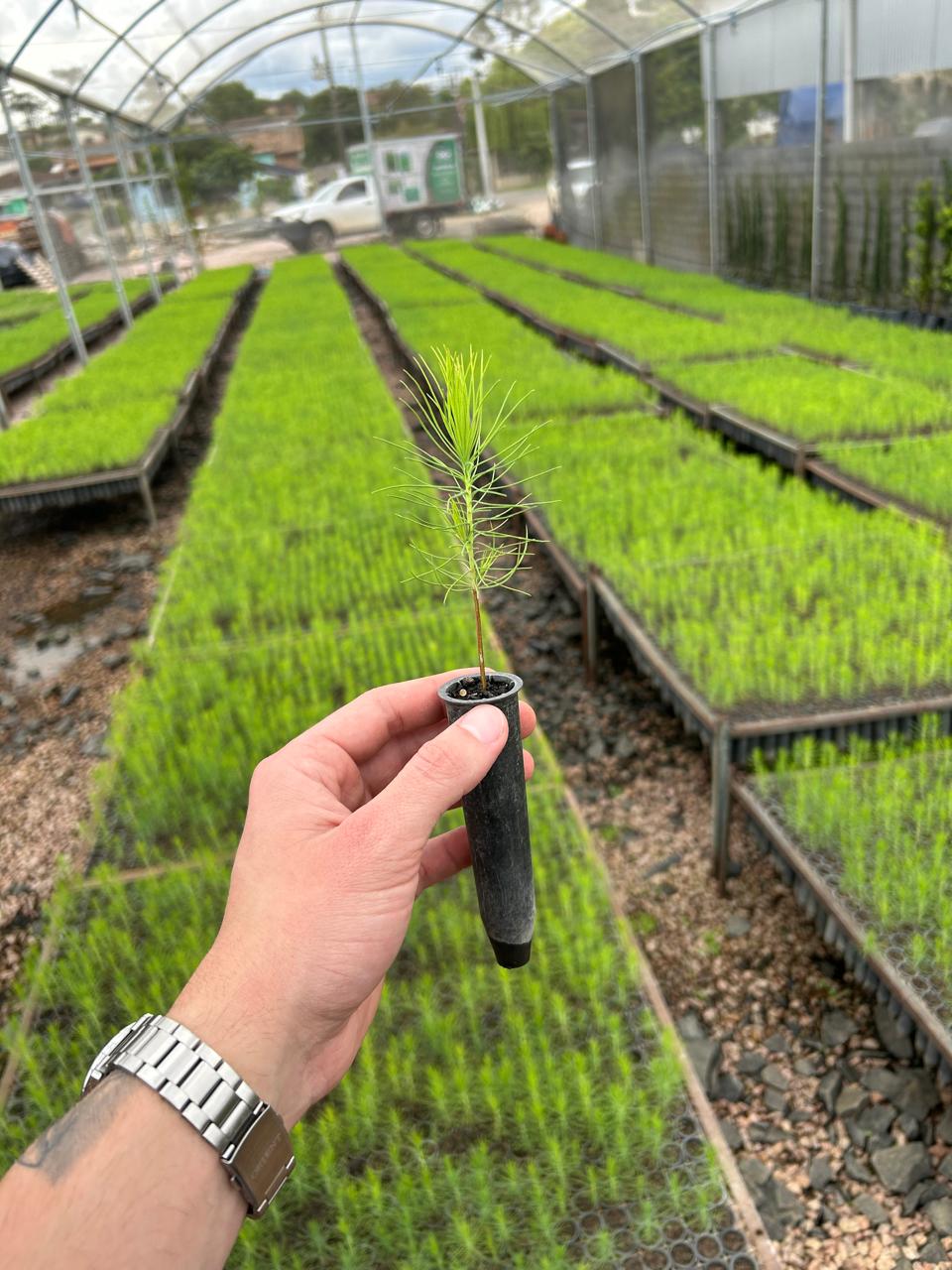 Muda de Pinus Detalhada