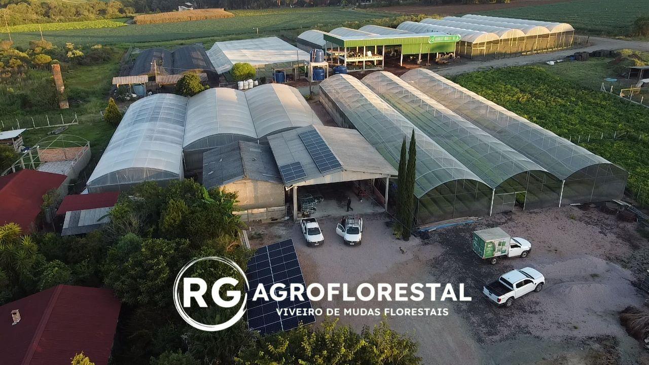 Viveiro RG Agroflorestal